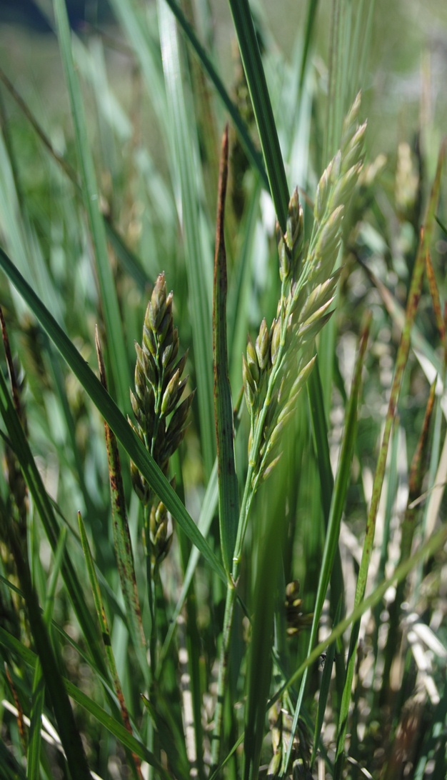 Graminacea - Festuca sp.