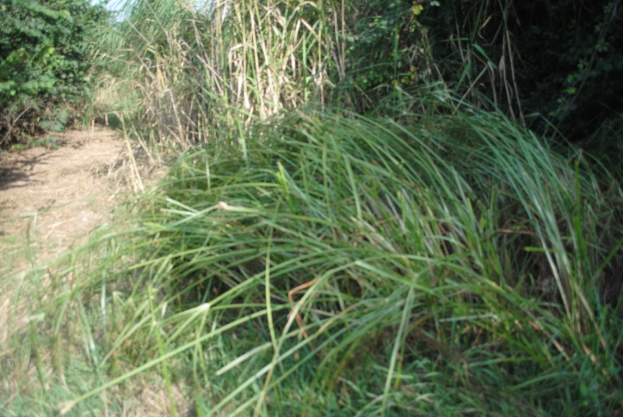 Cyperus longus?