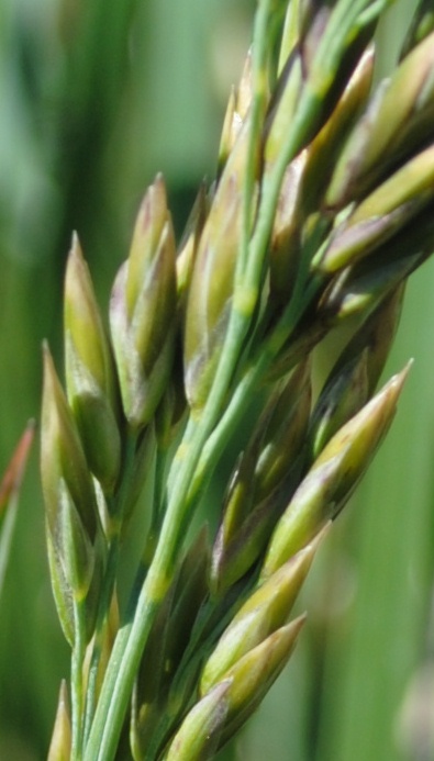 Graminacea - Festuca sp.