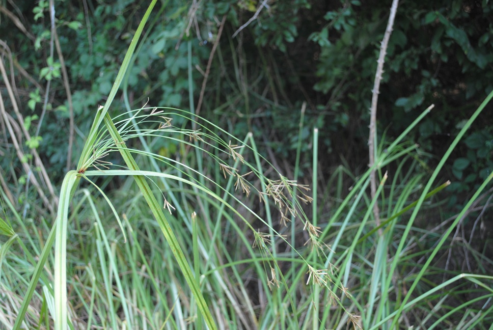 Cyperus longus?
