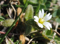 Cerastium cfr.pumilum