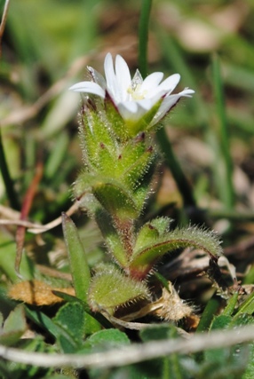 Cerastium cfr.pumilum