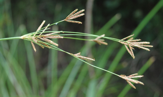 Cyperus longus?