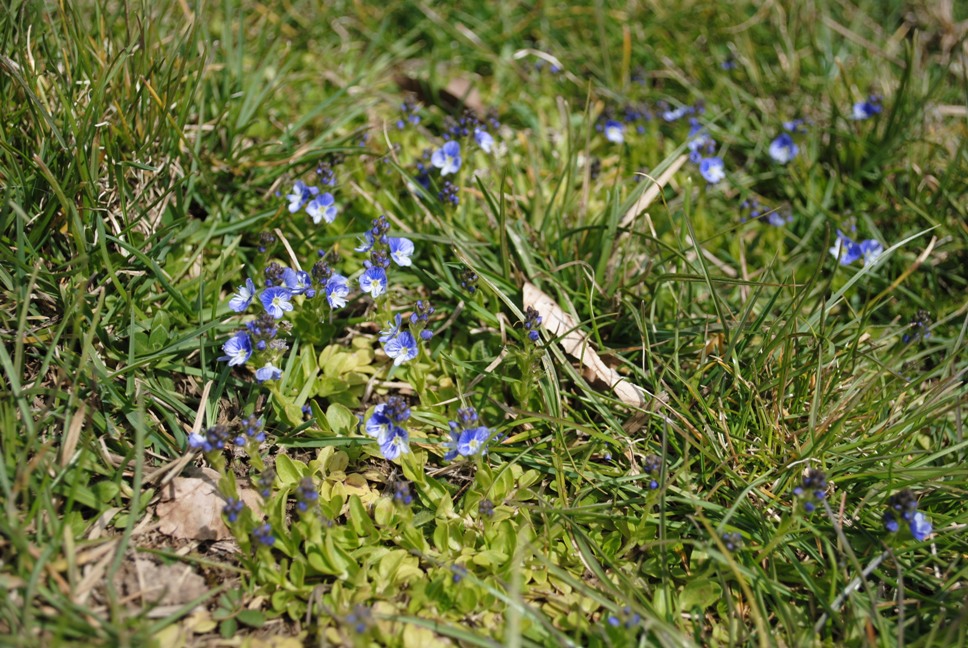 Veronica serpillifolia / Veronica a foglie di serpillo