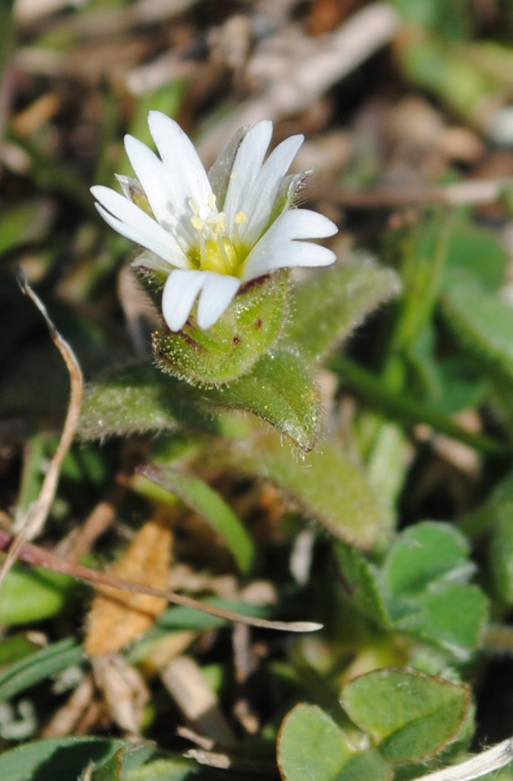 Cerastium cfr.pumilum