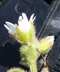 Cerastium cfr.pumilum