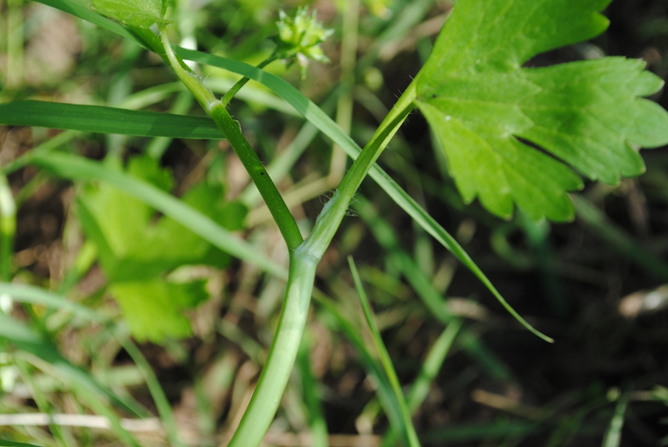 Ranunculus muricatus / Ranuncolo spinoso