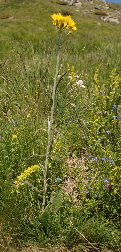 Tephroseris integrifolia / Senecione rosulato