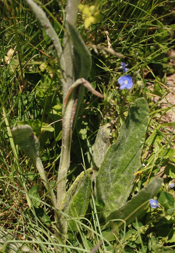 Tephroseris integrifolia / Senecione rosulato