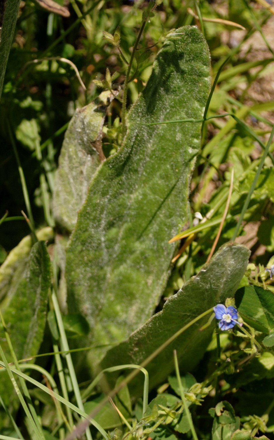 Tephroseris integrifolia / Senecione rosulato