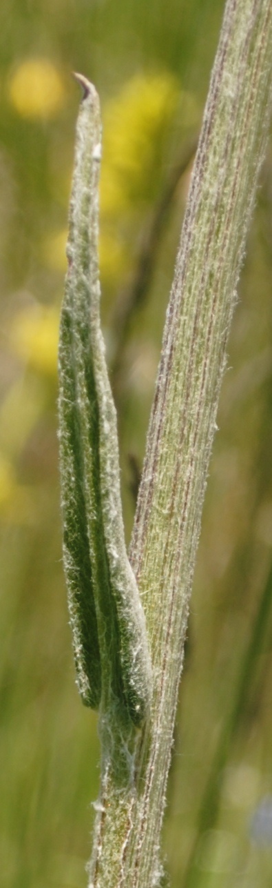 Tephroseris integrifolia / Senecione rosulato