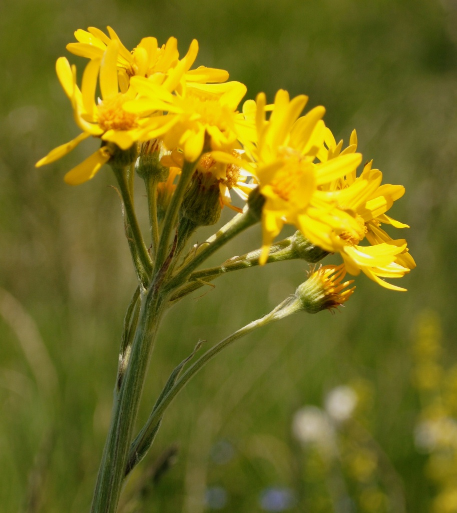 Tephroseris integrifolia / Senecione rosulato