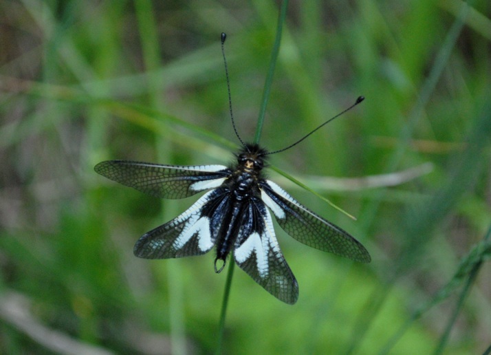 Lepidottero - No,Neurottero - Libelloides coccajus