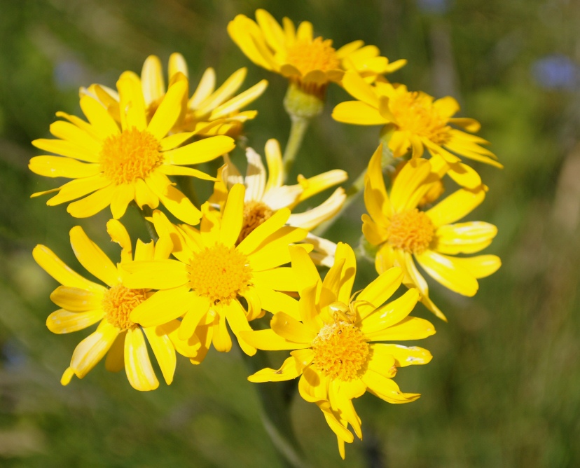 Tephroseris integrifolia / Senecione rosulato