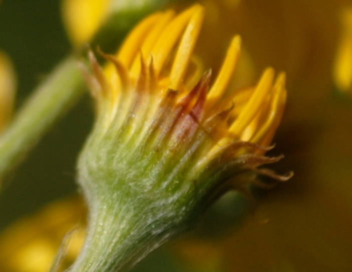 Tephroseris integrifolia / Senecione rosulato