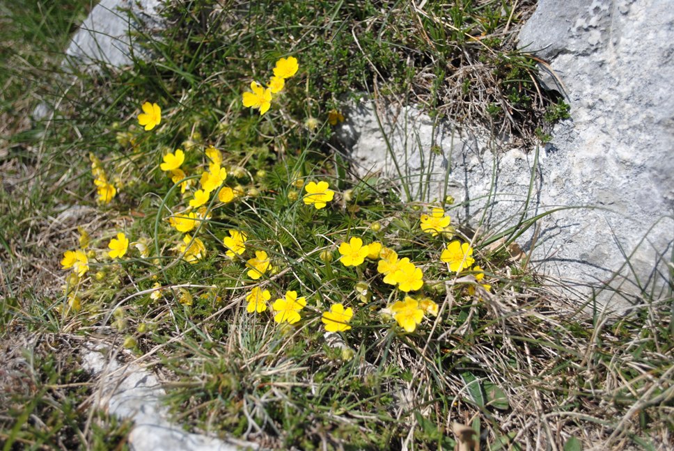 Potentilla heptaphylla / Potentilla a sette foglie