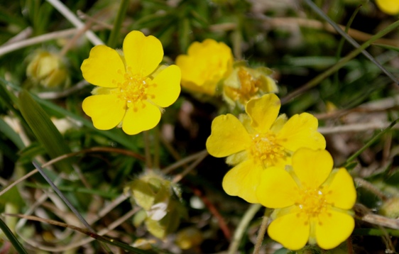 Potentilla heptaphylla / Potentilla a sette foglie