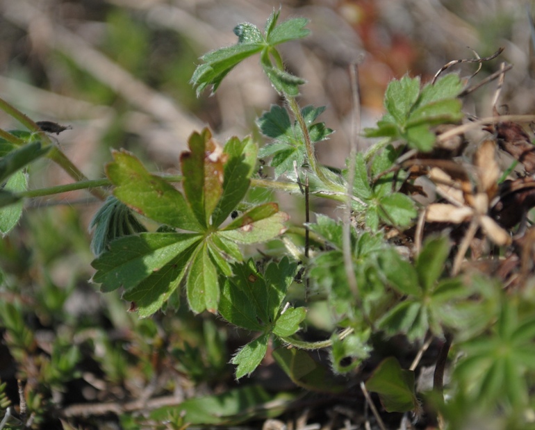 Potentilla heptaphylla / Potentilla a sette foglie