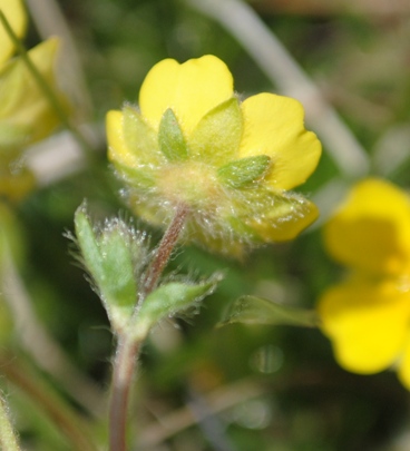 Potentilla heptaphylla / Potentilla a sette foglie