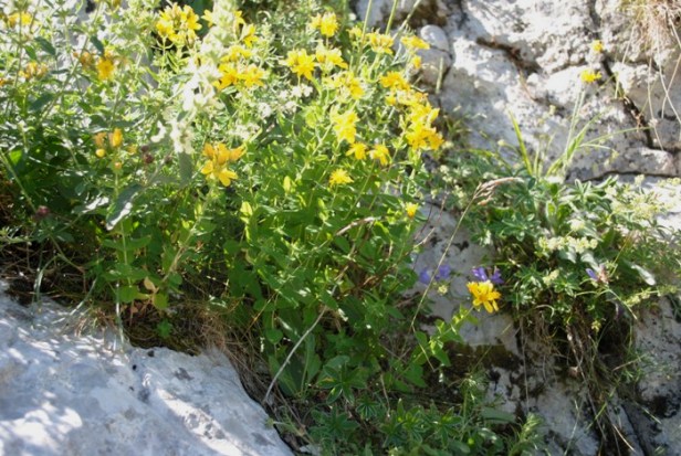 Hypericum richeri / Erba di S. Giovanni di Belleval
