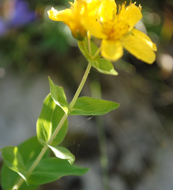 Hypericum richeri / Erba di S. Giovanni di Belleval