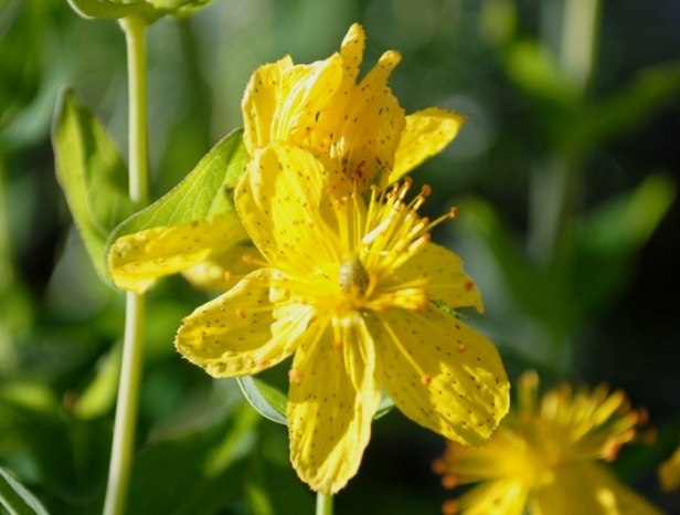 Hypericum richeri / Erba di S. Giovanni di Belleval