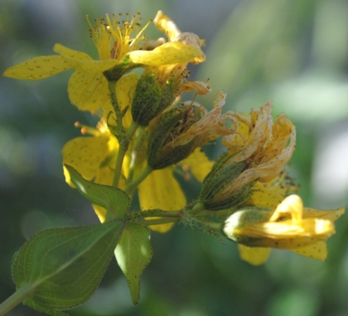 Hypericum richeri / Erba di S. Giovanni di Belleval