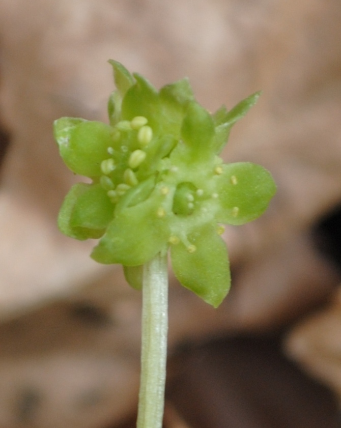 Adoxa moschatellina / Moscatella