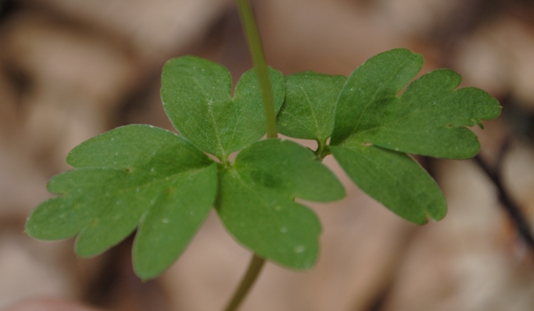 Adoxa moschatellina / Moscatella