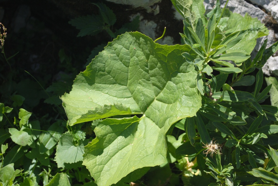 Adenostyles alpina (=Adenostyles glabra) / Cavolaccio verde