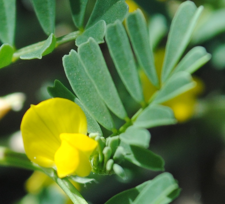 Hippocrepis biflora (=Hippocrepis unisiliquosa) / Sferracavallo minore