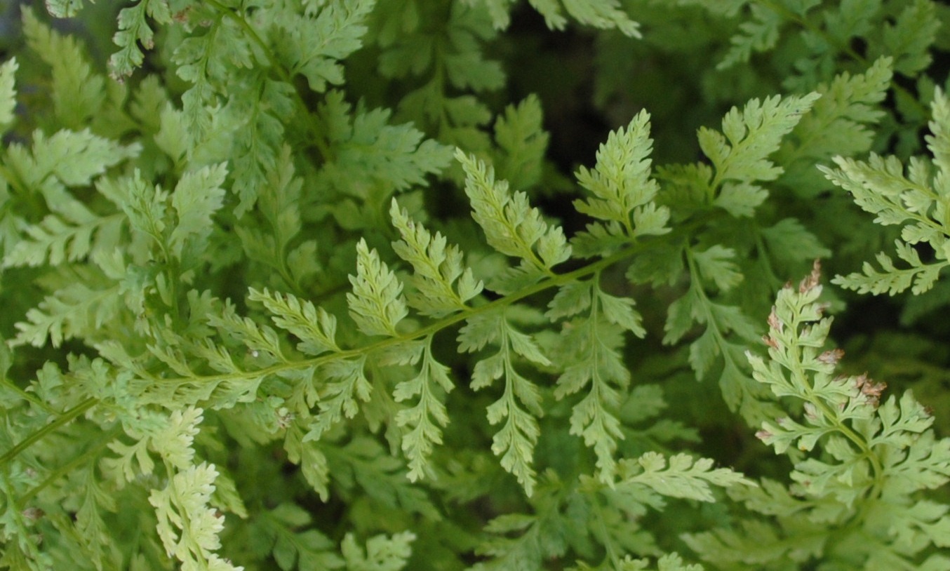 Felce - Asplenium sp.