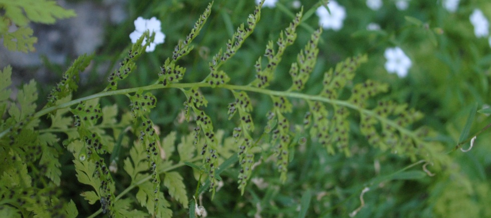 Felce - Asplenium sp.