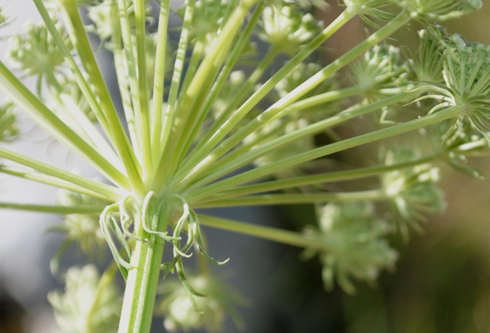 Apiacea - cfr. Seseli libanotis