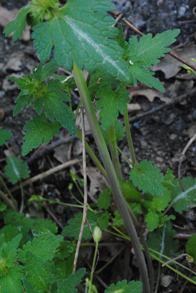 Galeopsis? no, Lamium bifidum