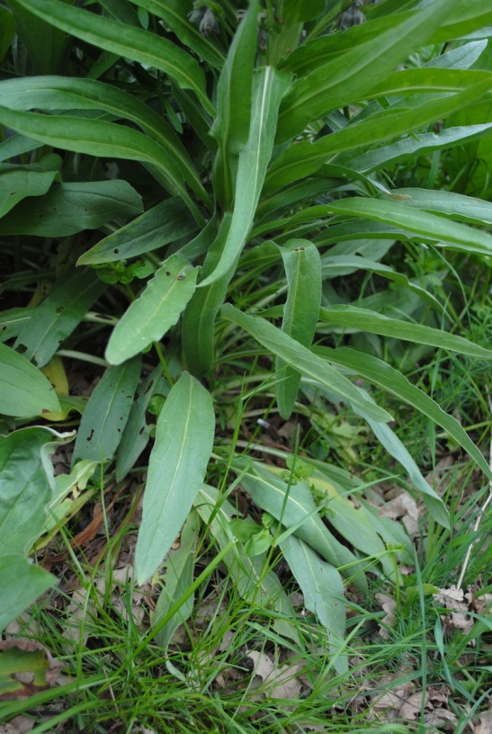 Cynoglossum apenninum (=Solenanthus apenninus) / Lingua di cane apenninica