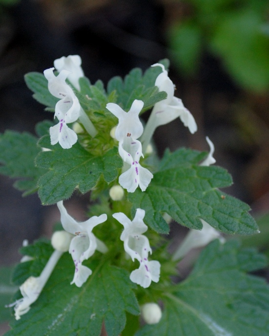 Galeopsis? no, Lamium bifidum