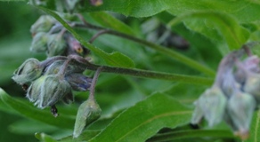 Cynoglossum apenninum (=Solenanthus apenninus) / Lingua di cane apenninica