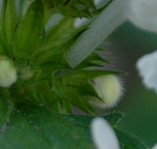 Galeopsis? no, Lamium bifidum
