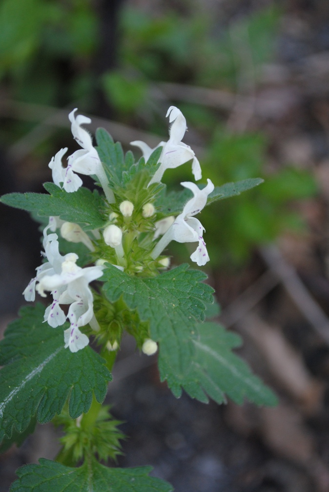 Galeopsis? no, Lamium bifidum