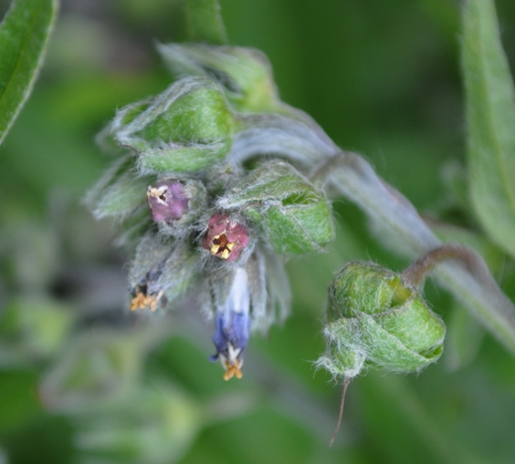 Cynoglossum apenninum (=Solenanthus apenninus) / Lingua di cane apenninica