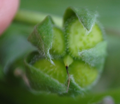 Cynoglossum apenninum (=Solenanthus apenninus) / Lingua di cane apenninica