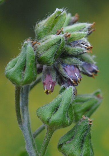 Cynoglossum apenninum (=Solenanthus apenninus) / Lingua di cane apenninica