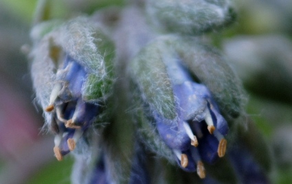 Cynoglossum apenninum (=Solenanthus apenninus) / Lingua di cane apenninica