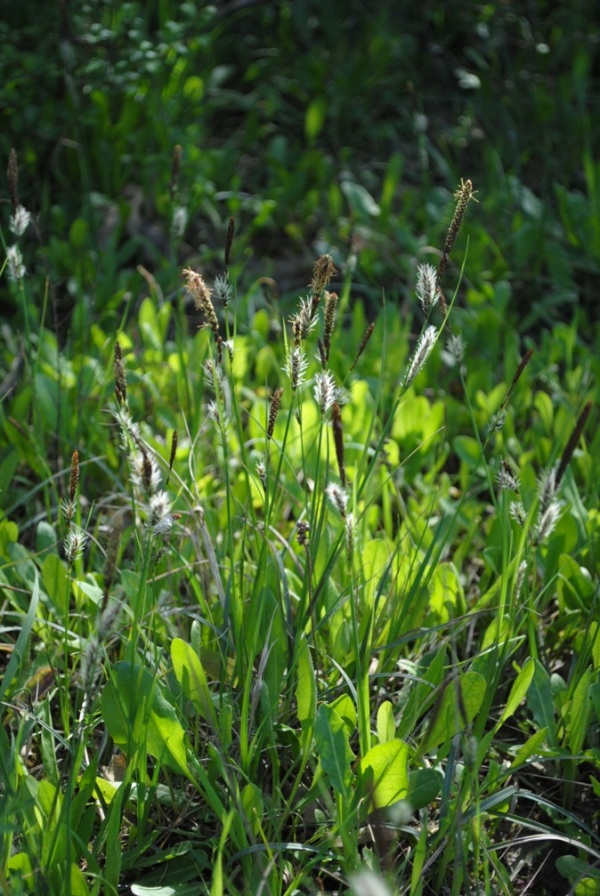 Carex flacca