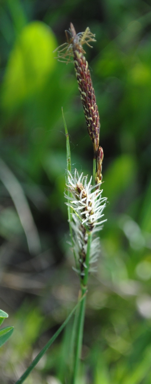 Carex flacca