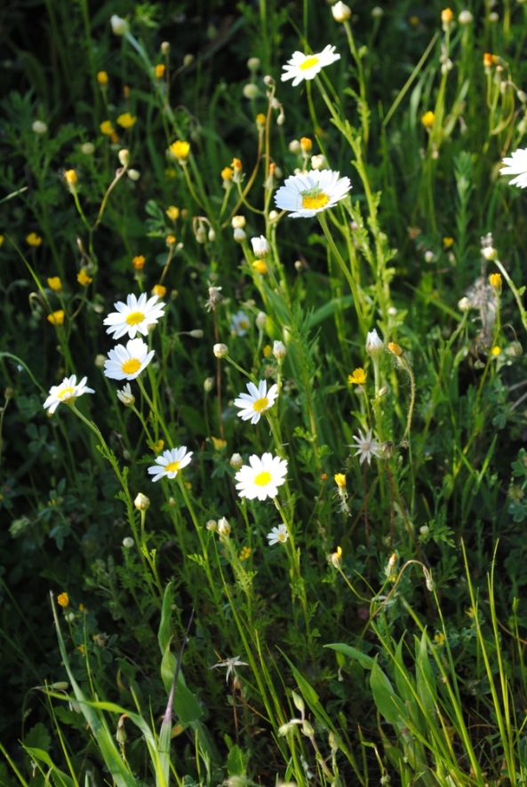 Anthemis sp.