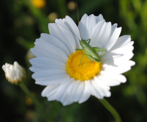 Anthemis sp.