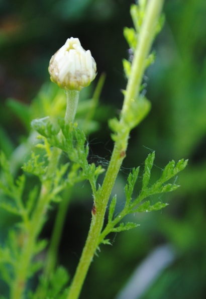 Anthemis sp.