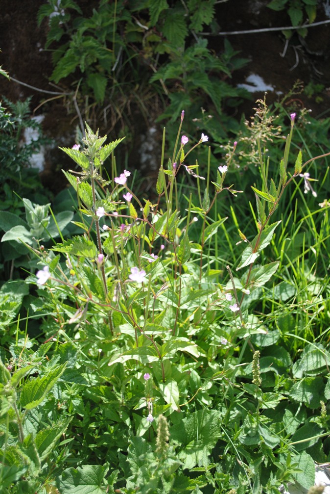 Epilobium montanum